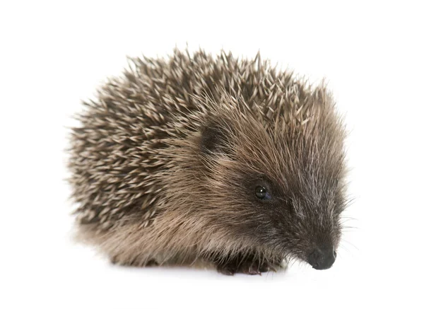 Baby hedgehog in studio — Stock Photo, Image