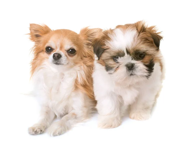 Shih tzu puppy ve chihuahua — Stok fotoğraf