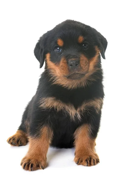 Cachorro rottweiler em estúdio — Fotografia de Stock