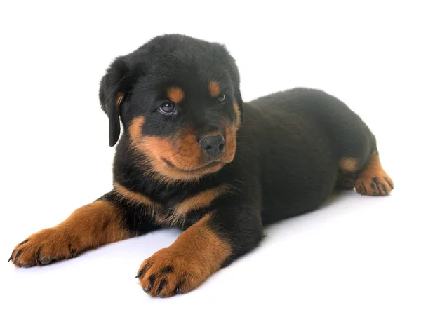 Valp rottweiler i studio — Stockfoto