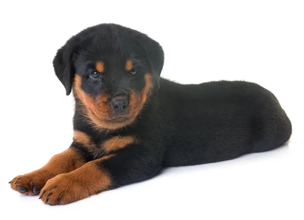 Pup rottweiler in studio — Stockfoto