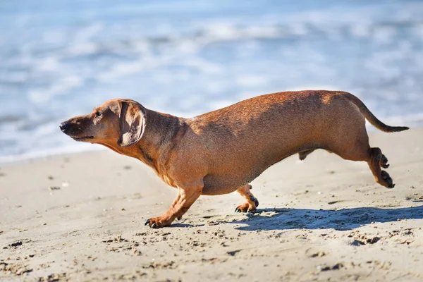 Dachshund on the beach — Stock Photo, Image