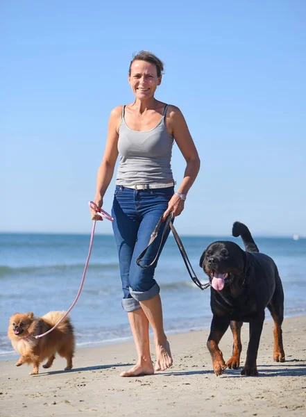 Vrouw en honden op het strand — Stockfoto