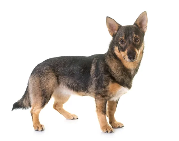 Vallhund sueco en el estudio — Foto de Stock