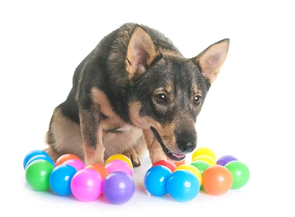 Vallhund svedese in studio — Foto Stock