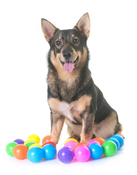 Vallhund svedese in studio — Foto Stock