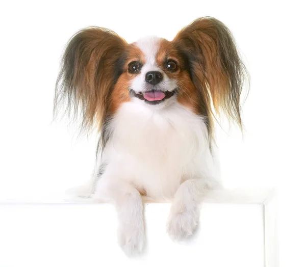 Genç papillon köpek — Stok fotoğraf