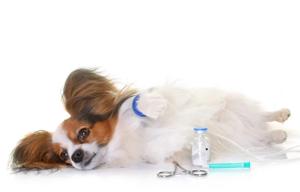 若いパピヨン犬の病気 — ストック写真