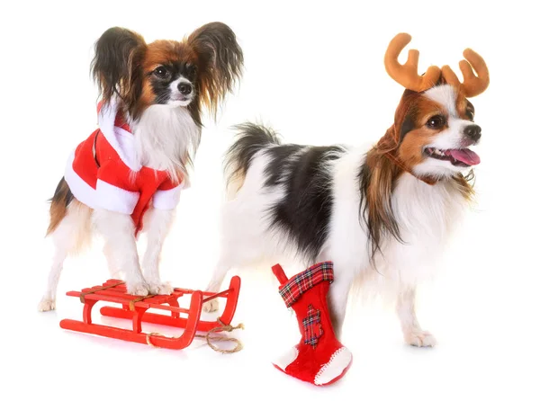 Pequeños perros y navidad — Foto de Stock