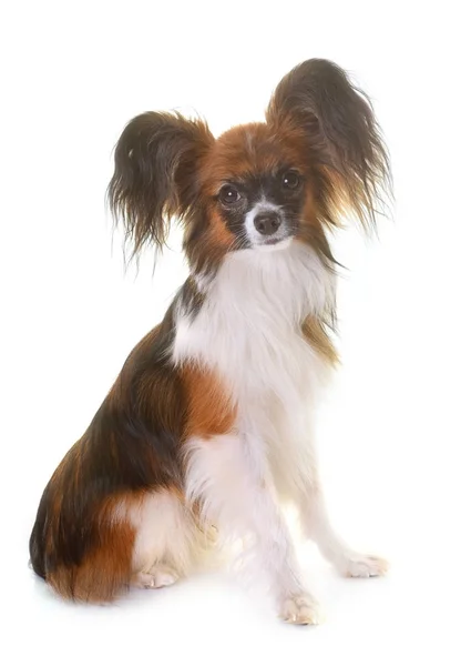 Jonge papillon hond — Stockfoto