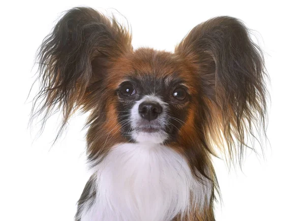 Jovem cão Papillon — Fotografia de Stock