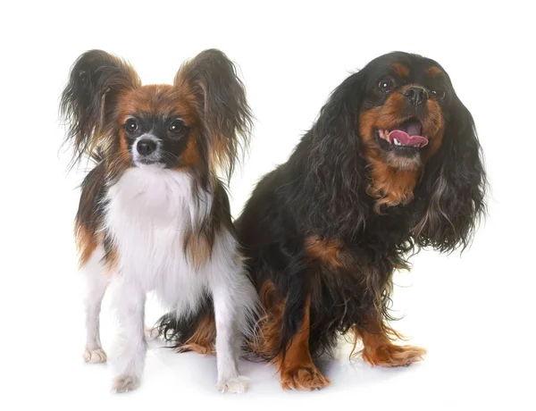 Kavalír king charles a papillon dogs — Stock fotografie