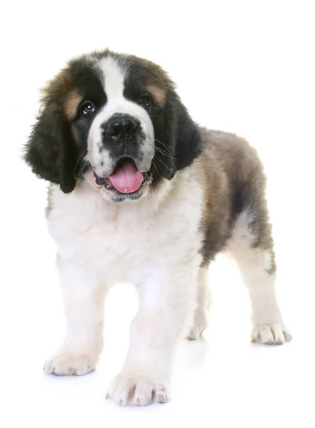 Welpe Saint Bernard — Stockfoto