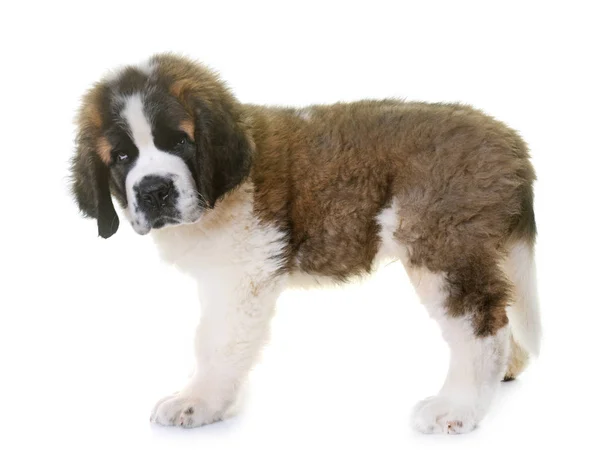 Chiot Saint Bernard — Photo