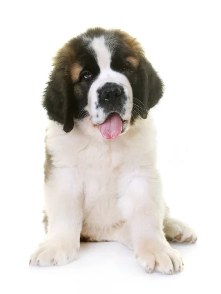 Cachorrinho São Bernardo — Fotografia de Stock