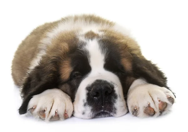 Puppy saint bernard — Stock Photo, Image