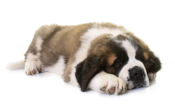 Cachorrinho São Bernardo — Fotografia de Stock