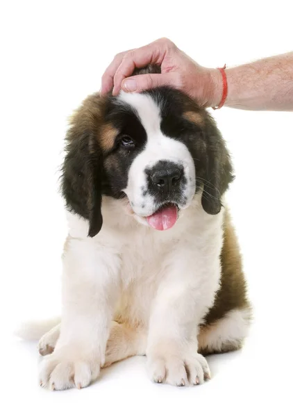 Cachorrinho São Bernardo — Fotografia de Stock