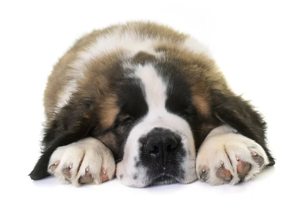 Cachorrinho São Bernardo — Fotografia de Stock