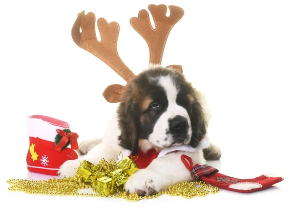 Welpen Saint Bernard und Weihnachten — Stockfoto