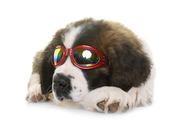 Köpek saint bernard — Stok fotoğraf