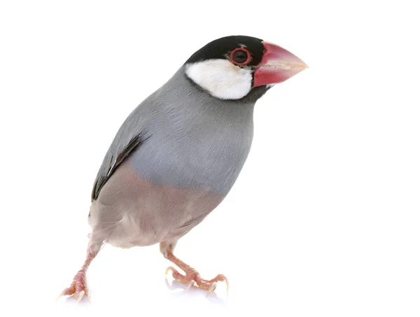 Java sparrow in studio — Stock Photo, Image