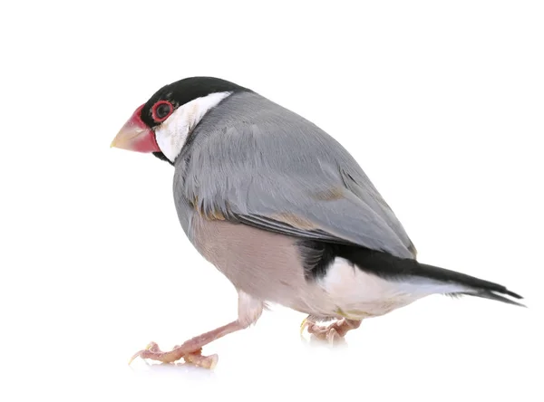 Java sparrow in studio — Stock Photo, Image