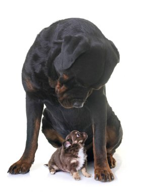 köpek chihuahua ve rottweiler