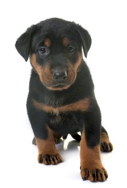 köpek yavrusu beauceron Studio