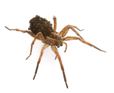 Kurt örümceği bebekler ile