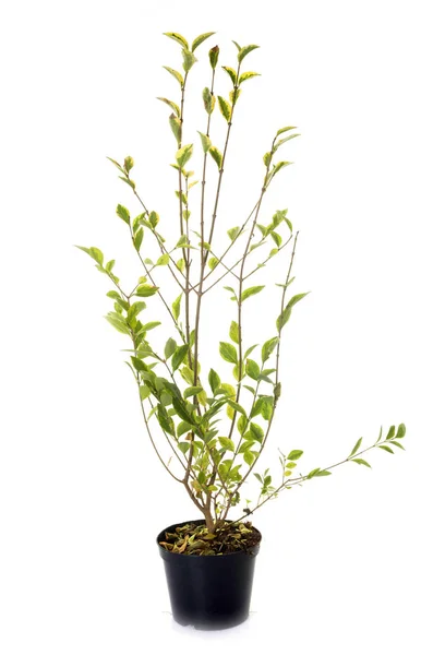 Privet i n pot — Stock Photo, Image