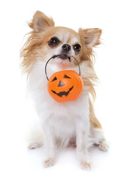 Chihuahua y halloween — Foto de Stock