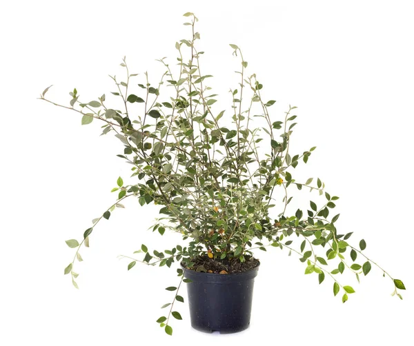 Cotoneaster in pot — Stockfoto