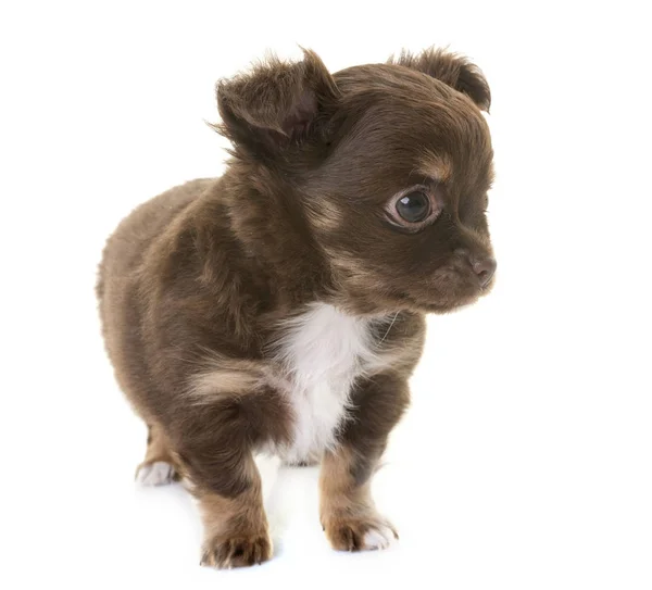 Puppy chihuahua in studio — Stockfoto