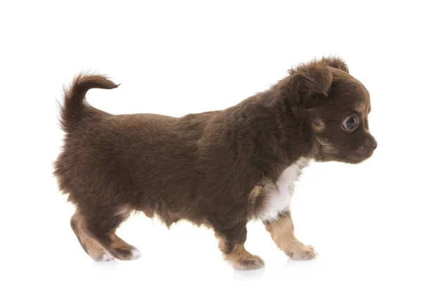 Puppy chihuahua in studio — Stock Photo, Image