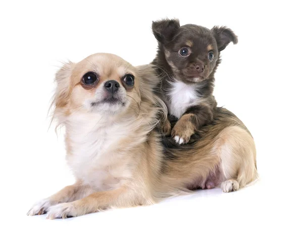 Cachorro chihuahua e mãe — Fotografia de Stock