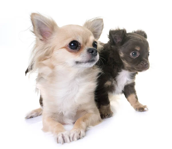 Cachorro chihuahua e mãe — Fotografia de Stock