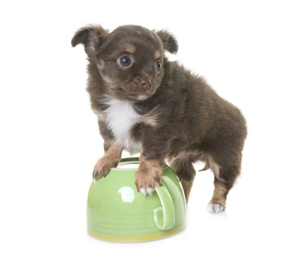 Welpe Chihuahua im Studio — Stockfoto