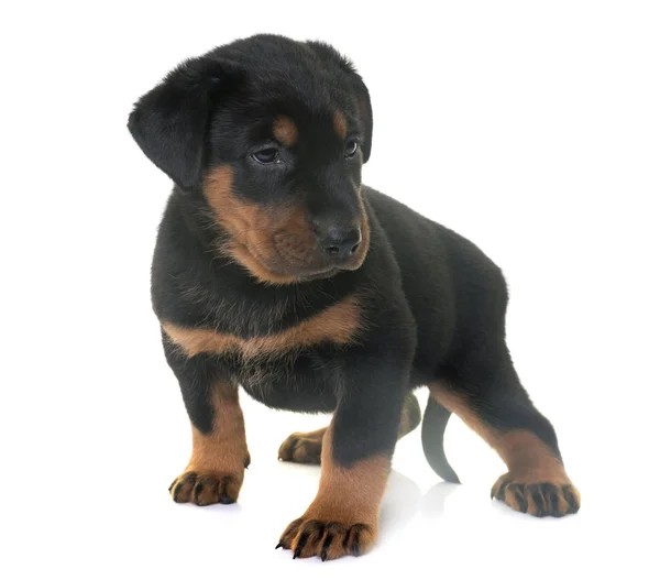 Welpen beauceron im Studio — Stockfoto