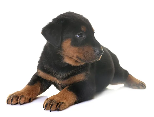 Welpen beauceron im Studio — Stockfoto