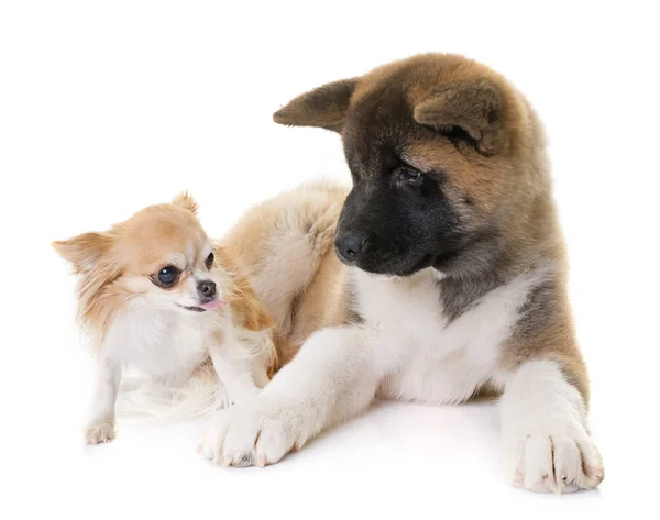 Amerikaanse akita pup en chihuahua — Stockfoto