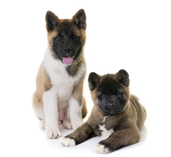 Filhotes de cachorro americano akita — Fotografia de Stock