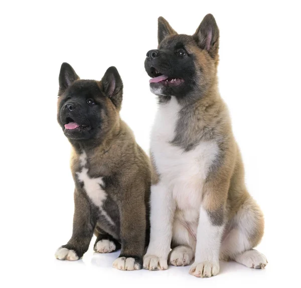 Puppies american akita — Stock Photo, Image