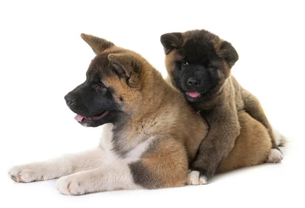 Filhotes de cachorro americano akita — Fotografia de Stock