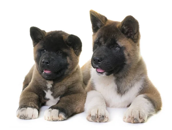 Puppies american akita — Stock Photo, Image