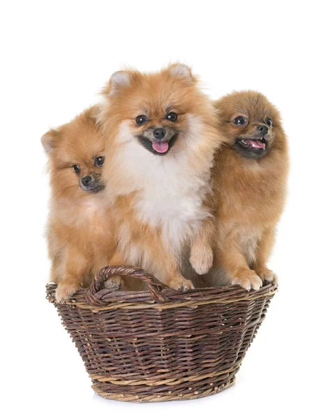 Pomeranian spitz i korg — Stockfoto