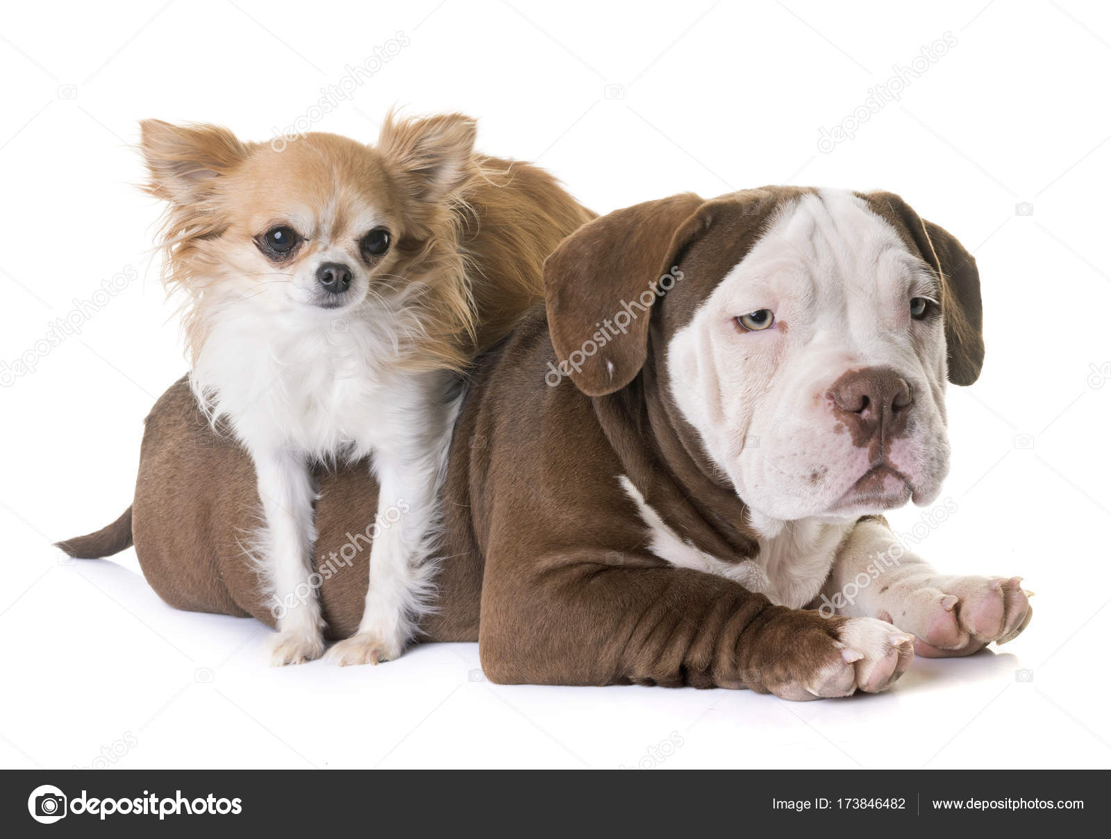 Chihuahua bully sales