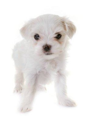 Malta köpek yavrusu