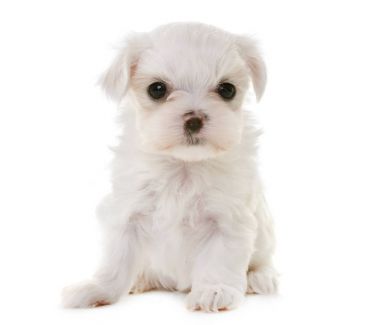Malta köpek yavrusu