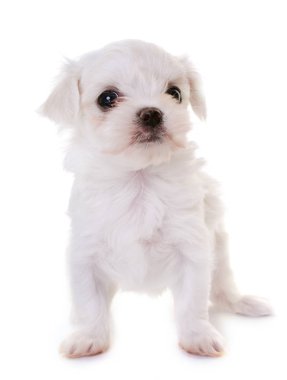Malta köpek yavrusu